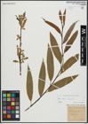 Foto von Salix alba L. x Salix fragilis L.